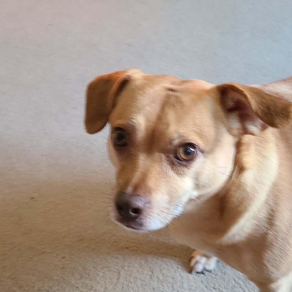 Meet your Posher, Ellen